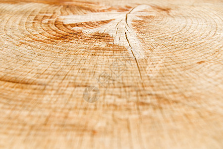 木制背景 砍树模式 砍伐和干燥树的纹理 树龄年轮 木制背景上的裂缝圆圈生长宏观树干木材材料森林同心木头日志图片