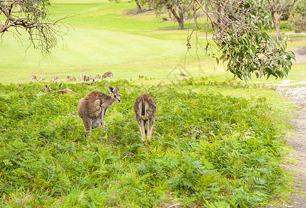 澳大利亚的Kangaroos图片