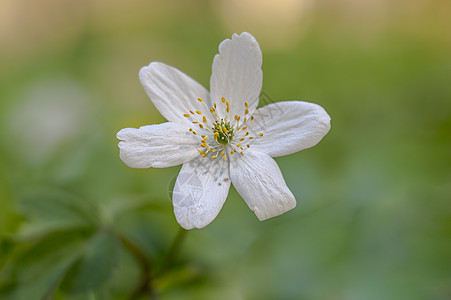 绿季森林中的果林风花花朵脆弱性花园植物叶子植物学草地野花花瓣团体图片