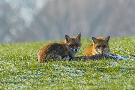 在一个狐狸洞穴的年轻狐狸夫妇荒野红狐毛皮家庭野生动物警报女性青少年农村动物图片