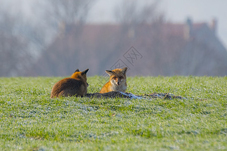 在一个狐狸洞穴的年轻狐狸夫妇红狐食肉猎人动物群日光野生动物毛皮草地橙子动物图片
