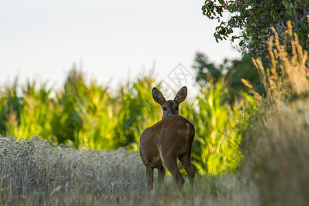 野生玉米田的鹿鹿男性狍子女性动物群鹿角獐鹿衬套耳朵农村森林图片