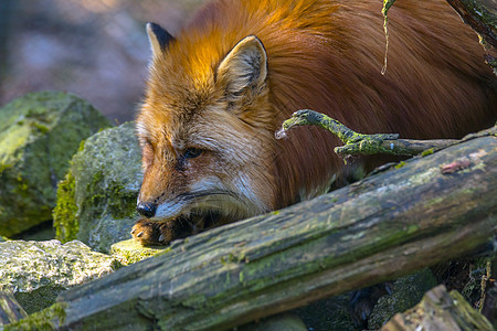 夏光红狐狸狩猎季节眼睛自然荒野哺乳动物女性日光手表捕食者野生动物森林图片
