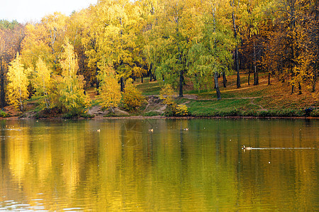 秋季的森林在湖水中反映出来太阳池塘蓝色橙子镜子娱乐海岸线全景叶子环境图片