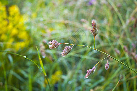 在田野的植物和花朵上落下露珠 晨露雨滴水滴水叶子液体生长环境花瓣宏观薄雾草地花园自然高清图片素材