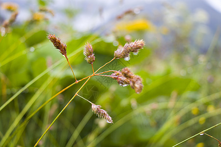 在田野的植物和花朵上落下露珠 晨露雨滴水液体雨滴生长环境滴水花园草地薄雾叶子花瓣花的高清图片素材