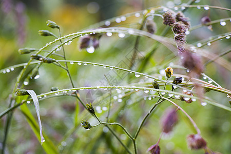 在田野的植物和花朵上落下露珠 晨露雨滴水花园叶子滴水环境生长液体薄雾花瓣雨滴草地白天高清图片素材