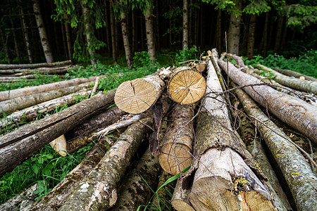 林中锯木 树干由天然的木材制成森林松树林业库存植物资源生态日志林地柴堆图片