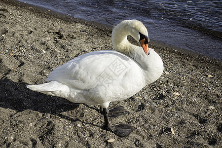 意大利布拉卡诺湖上美丽的白天鹅池塘脖子蓝色阳光天鹅羽毛动物皇后野生动物展示图片