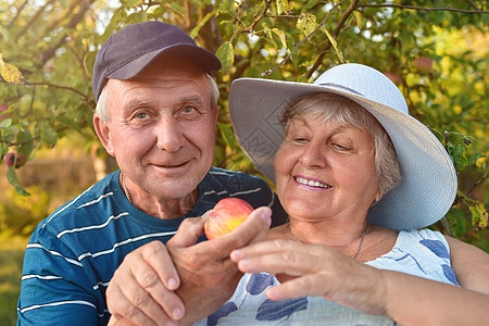 老人微笑和采摘苹果 快乐的情侣 从种子到水果图片