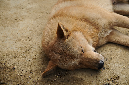 在阳光下睡觉的棕色狗vietnamese褐色狗图片