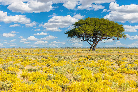 南非荒野中布满了卡拉哈里沙漠沙漠公园生长植被旅行花语干旱树木棉布野生动物背景图片