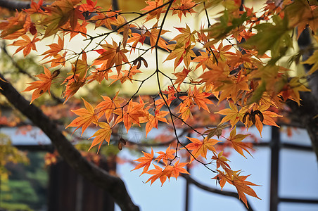 秋天京都寺庙的红和橙色树叶图片