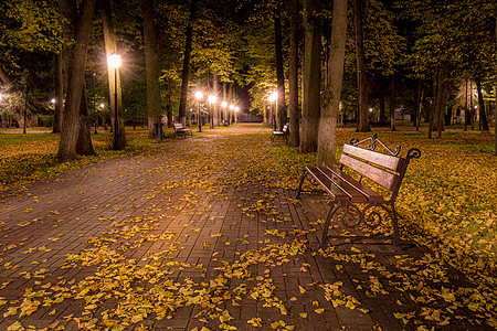 夜间秋夜公园 在人行道和长凳上放落叶子木头长椅路灯路面灯光小路金子照明城市胡同图片