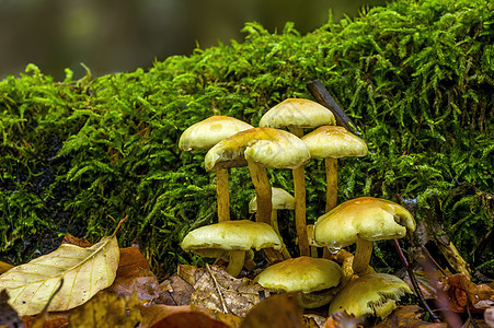 多彩秋季森林中美味的真菌厨房荒野美食苔藓季节团体蔬菜营养收成木头图片