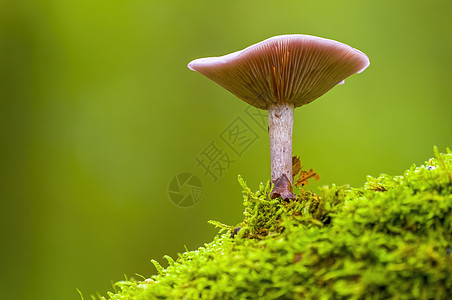 多彩秋季森林中美味的真菌蔬菜烹饪荒野森林收成苔藓季节木头团体食物图片