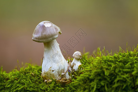 多彩秋季森林中美味的真菌荒野食物季节森林团体木头美食蔬菜食谱厨房图片