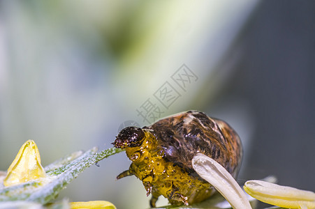 小麦尾巴上的重谷物虫害虫瘟疫野生动物料斗生活植物漏洞花园环境瓢虫甲虫毛虫图片