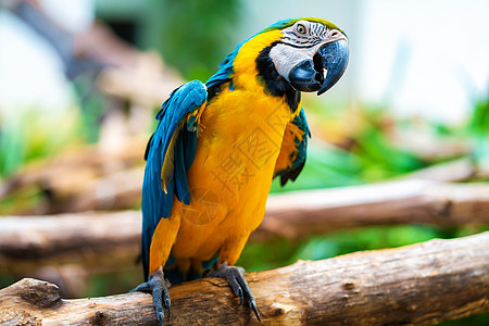 蓝黄鹦鹉坐在树枝上异国动物园金刚鹦鹉蓝色鹦鹉热带宠物金子鸟类翅膀图片