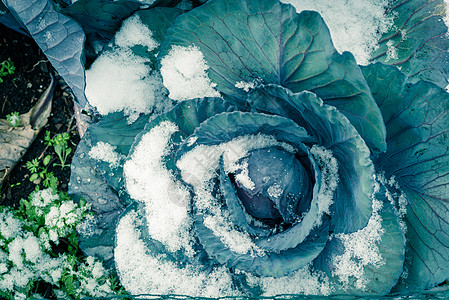 园林工具美国得克萨斯州达拉斯附近的有机花园 雪中红白菜头的古老照片社区作物蔬菜生产植物工具生长菜地拨款紫色背景