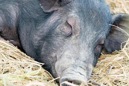 猪睡觉黑色小猪农场婴儿稻草动物哺乳动物农业公猪荒野图片