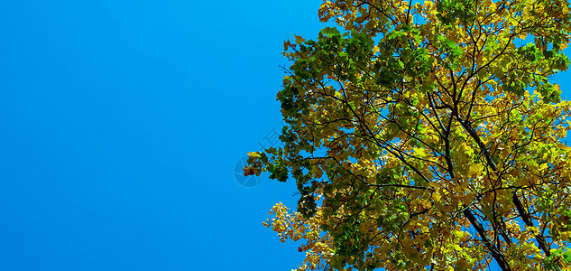蓝天对月叶的秋光 黄树和清蓝天空季节花园树木阳光树叶环境落叶蓝天太阳旅行图片