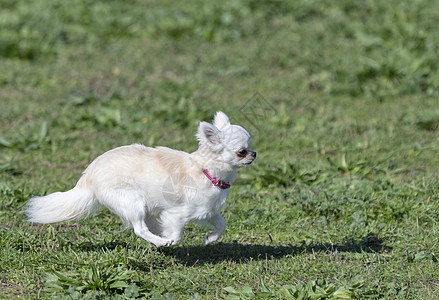 自然中的吉华华人运动动物场地宠物跑步图片