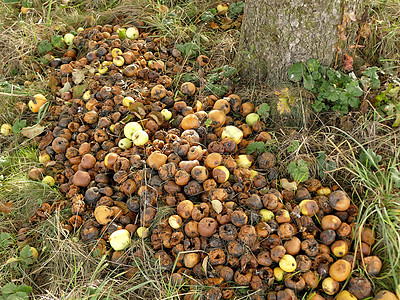 德国秋天在草原上的烂苹果衰变草地水果犯规食物棕色季节性图片