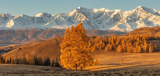 美丽的山谷全景 背景是金色的树木和白色的雪山 前景是一棵孤独的树 下降时间 日出 阿尔泰山 俄罗斯 黄金时段岩石天气爬坡薄雾城市图片