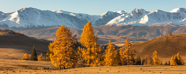 前景中满是金色树木的山谷和背景中白色雪山的美丽全景 日出 下降时间 阿尔泰山 俄罗斯 黄金时段图片