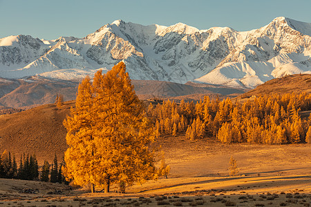 美丽的山谷照片 背景是金色的树木和白色的雪山 前景是一棵孤零零的树 下降时间 日出 阿尔泰山 俄罗斯 黄金时段图片