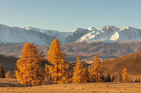 前景是一个满是金色树木的山谷 背景是白色的雪山 日出 下降时间 阿尔泰山 俄罗斯 黄金时段图片