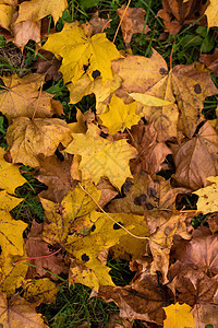 秋天公园的黄色和橙色秋叶枫叶活力橙子阳光公园风景草地植物群季节季节性图片
