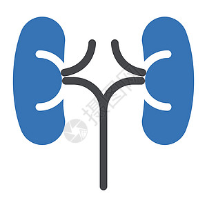 器官排尿插图泌尿科家庭静脉解剖学科学身体生物学诊所背景图片