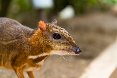 Kanchil 是一只来自热带的神奇可爱的小鹿 鼠鹿是最不寻常的动物之一 偶蹄鼠尾巴荒野老鼠警报野生动物女性公园季节毛皮哺乳动物图片