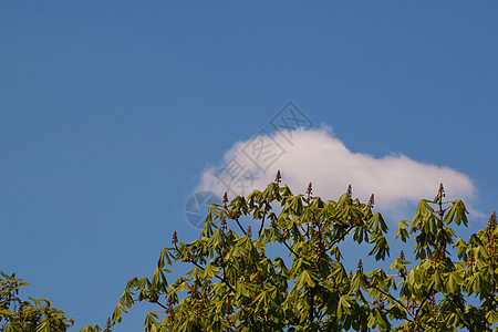 白云在栗子树的顶端 蓝光夏日天空与独雪白云 花朵果汁多彩花园晴天太阳森林场景风景植物群分支机构树叶树木图片