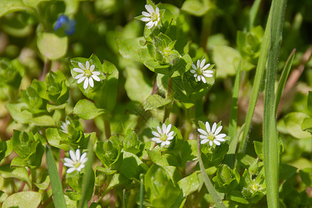 雏菊 cerastium 洋甘菊在新鲜的年轻绿色树叶中 花园公园里的小白春花 园艺 花艺 种植简单的花卉植物图片