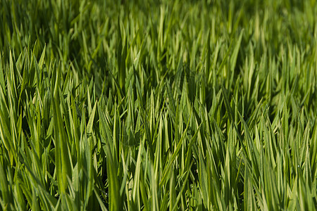 绿色草本生态背景 夏天的草地上长满了鲜绿多汁的鲜草 真实的植物生长 园林绿化图片