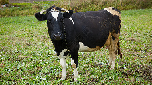 在农村的奶牛 奶牛 一头好奇的奶牛环境草本植物草地风景动物蓝色牧场奶制品动物群土地图片