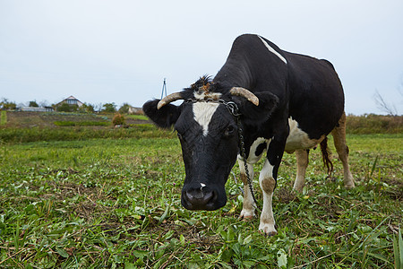 在农村的奶牛 奶牛 一头好奇的奶牛草地蓝色土地动物家畜风景动物群村庄稻草草原图片