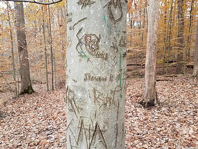 在森林或林木中用雕刻砍树树干树皮图片