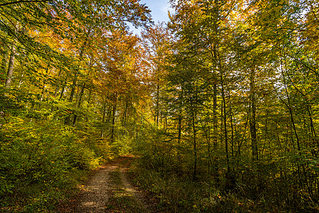 在伯伦修道院附近美丽的多瑙河谷的 美妙秋天远足茅屋森林农村岩石季节旅游叶子公园风景通量图片