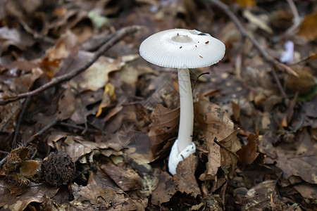 白蘑菇在叶子 苔和树丛间 山上树枝之间露出白色的蘑菇森林锥体木头药品营养美食团体食物宏观生长图片