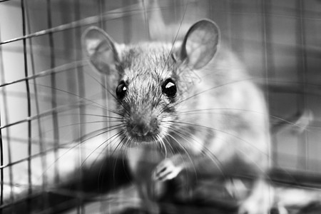 被困在老鼠陷阱笼子里 看似无辜毛皮食物疾病风险金属动物哺乳动物田鼠鼠疫害虫图片