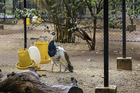 蓝色和白色孔雀脖子 高度监视周围环境头饰鸟类野鸡公园捕食者花斑照片荒野男性羽毛图片