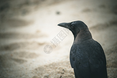 一只黑乌鸦在沙滩上徘徊图片