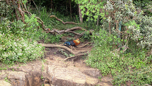 在霍顿平原发现的斯里兰卡丛林禽类野生动物农村避难所橙子男性荒野翅膀家禽动物吸引力图片