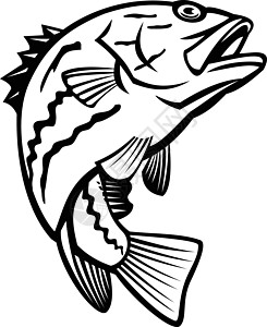 西澳大利亚或西澳大利亚珍珠鲈鱼跳跃吉祥物黑色和白色图片