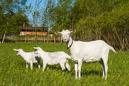 两只白小山羊 妈妈在绿草坪上图片