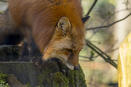 夏光红狐狸狩猎季节野生动物猎人食肉青少年哺乳动物家庭森林自然沙丘捕食者图片